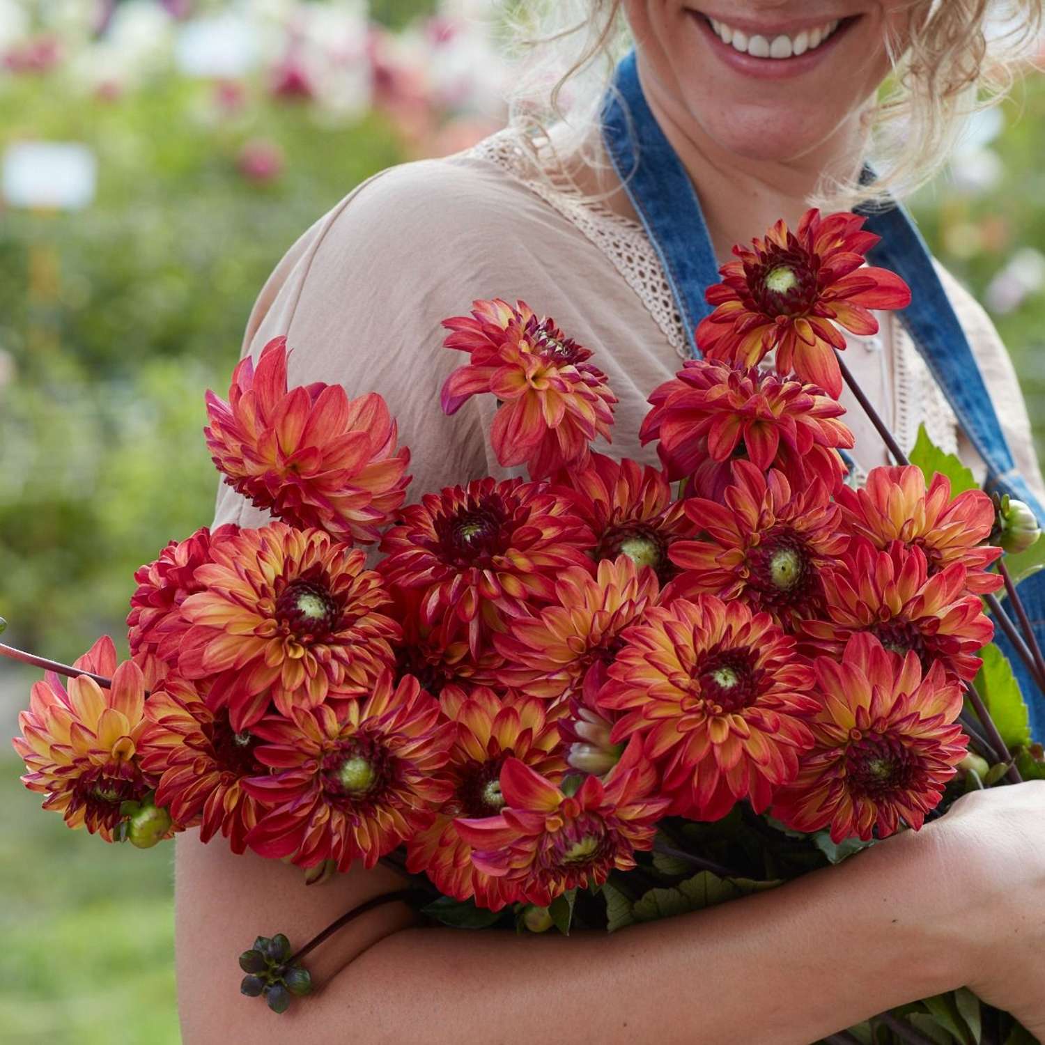 Daalia 'Autumn Pumpkin'